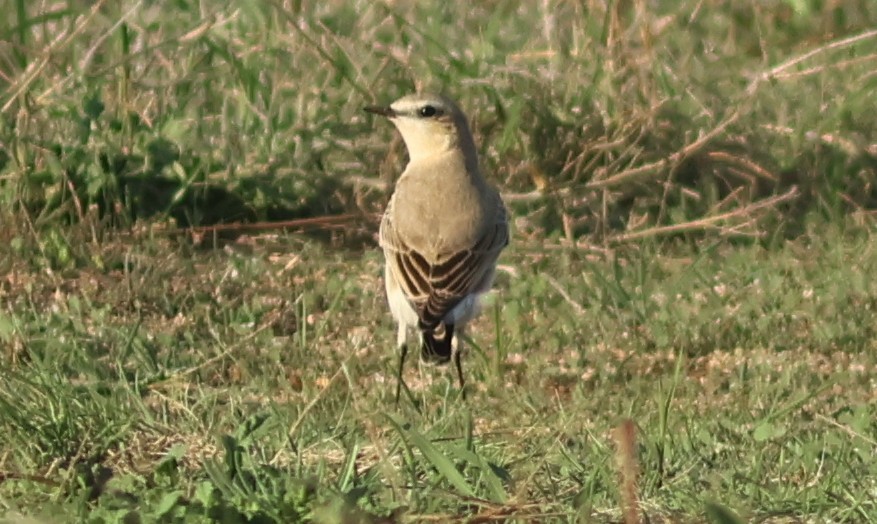 Isabellsteinschmätzer - ML644636521