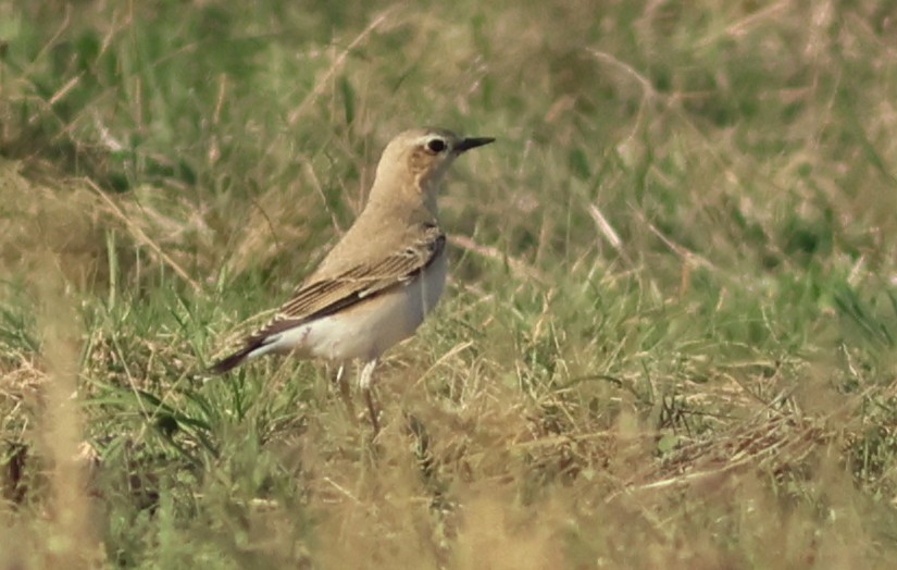 Isabellsteinschmätzer - ML644636522