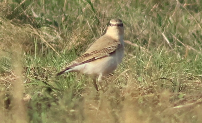 Isabellsteinschmätzer - ML644636523