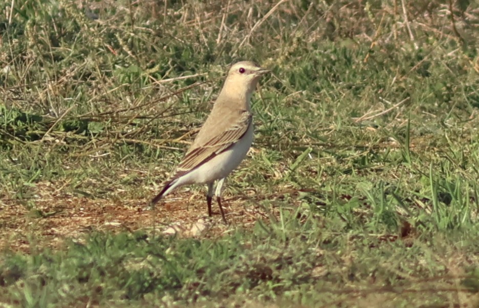 Isabellsteinschmätzer - ML644636524