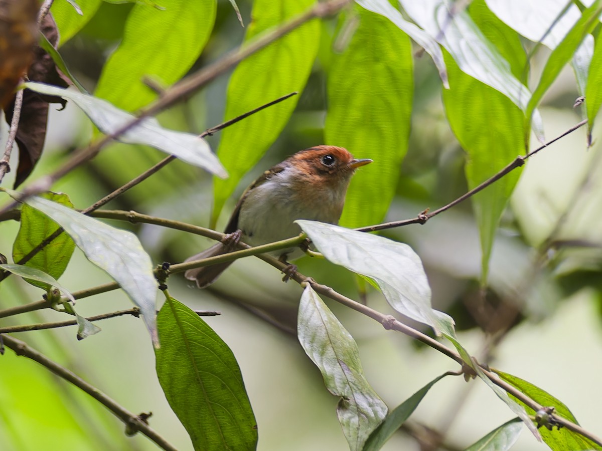 sundasanger - ML644636527