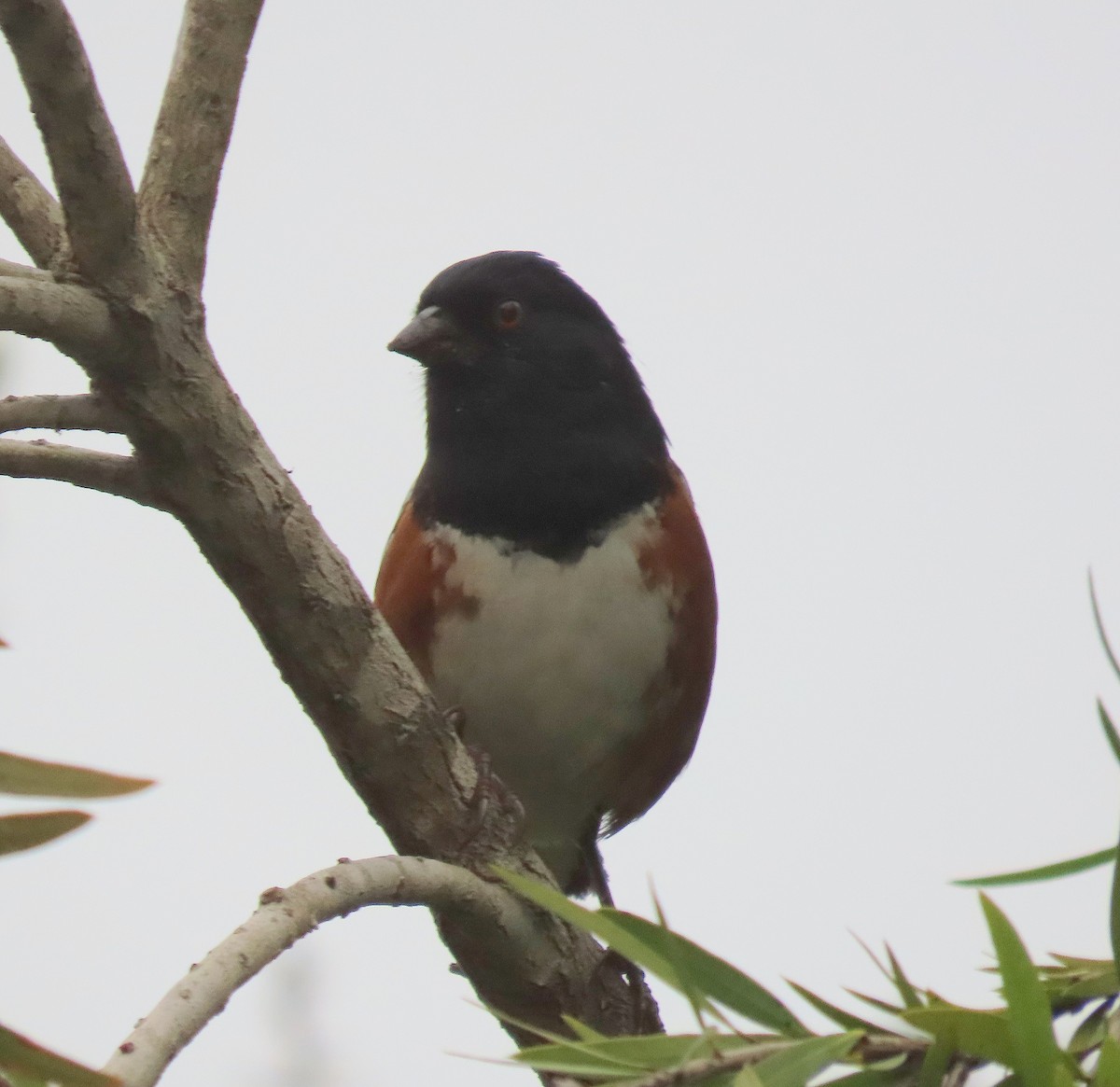 Spotted Towhee - ML644636534