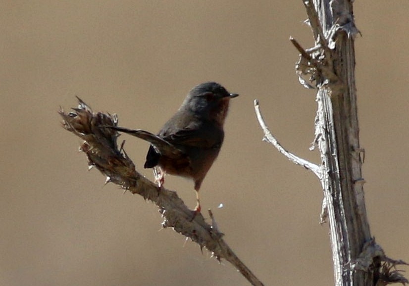 Etze-txinboa - ML644636536