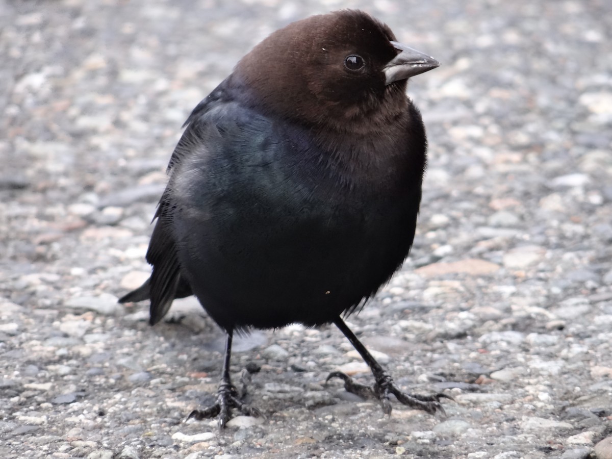 Braunkopf-Kuhstärling - ML644636541