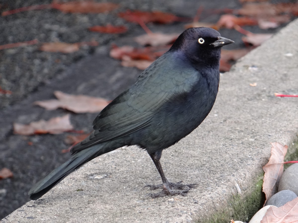 Brewer Karatavuğu - ML644636543