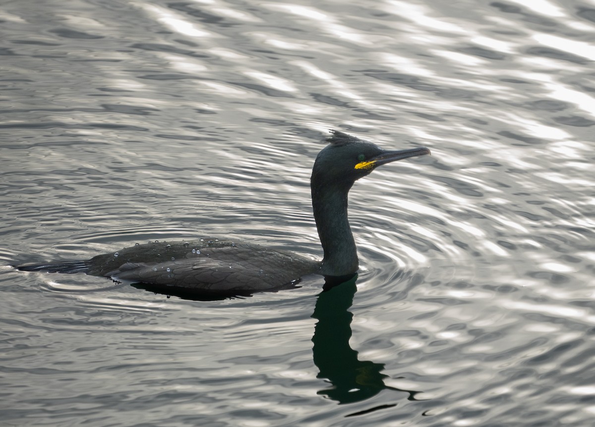 European Shag - ML644636548