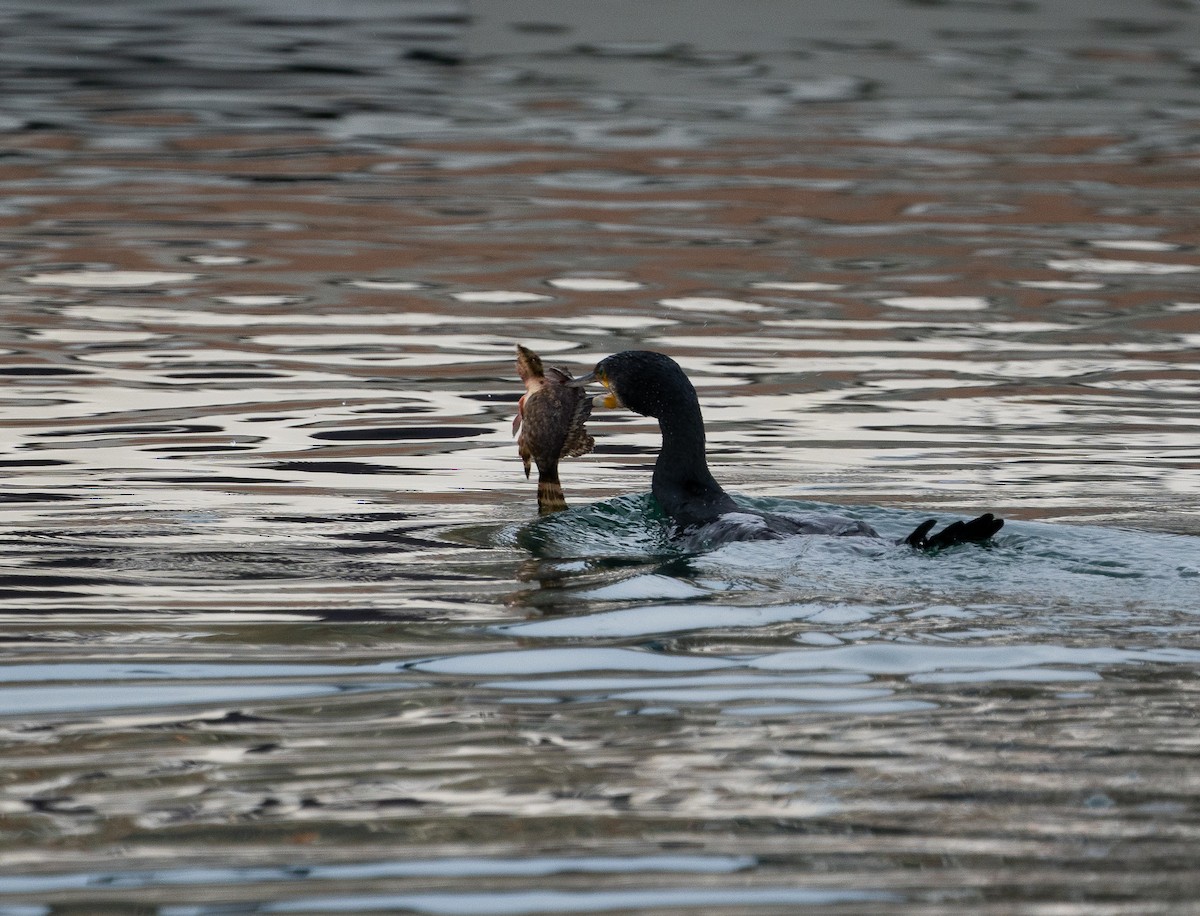 Great Cormorant - ML644636549