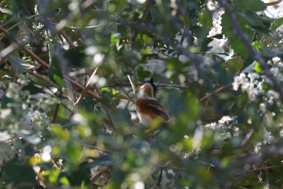 Kapschnäpper (capensis) - ML644636552