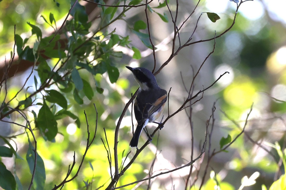 Kapschnäpper (capensis) - ML644636553