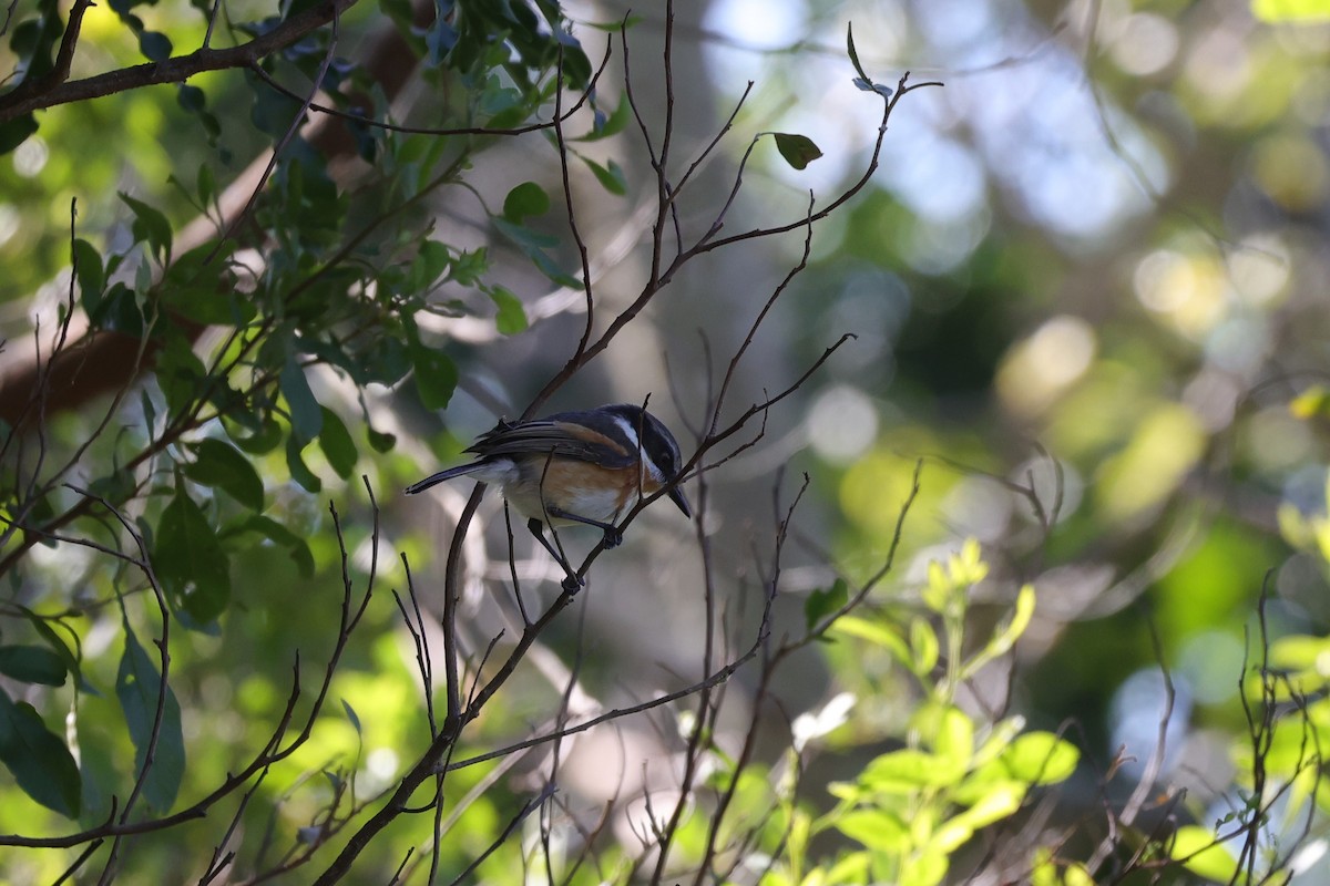 Kapschnäpper (capensis) - ML644636554