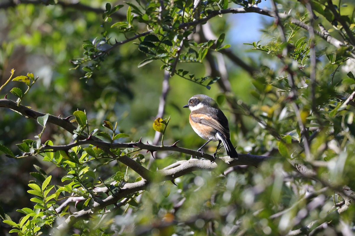 Kapschnäpper (capensis) - ML644636555