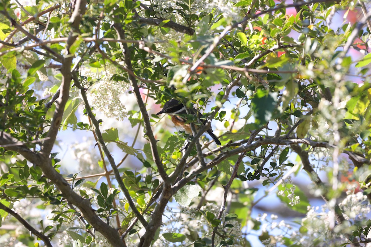 Kapschnäpper (capensis) - ML644636556