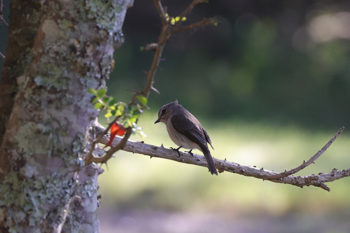 African Dusky Flycatcher - ML644636559