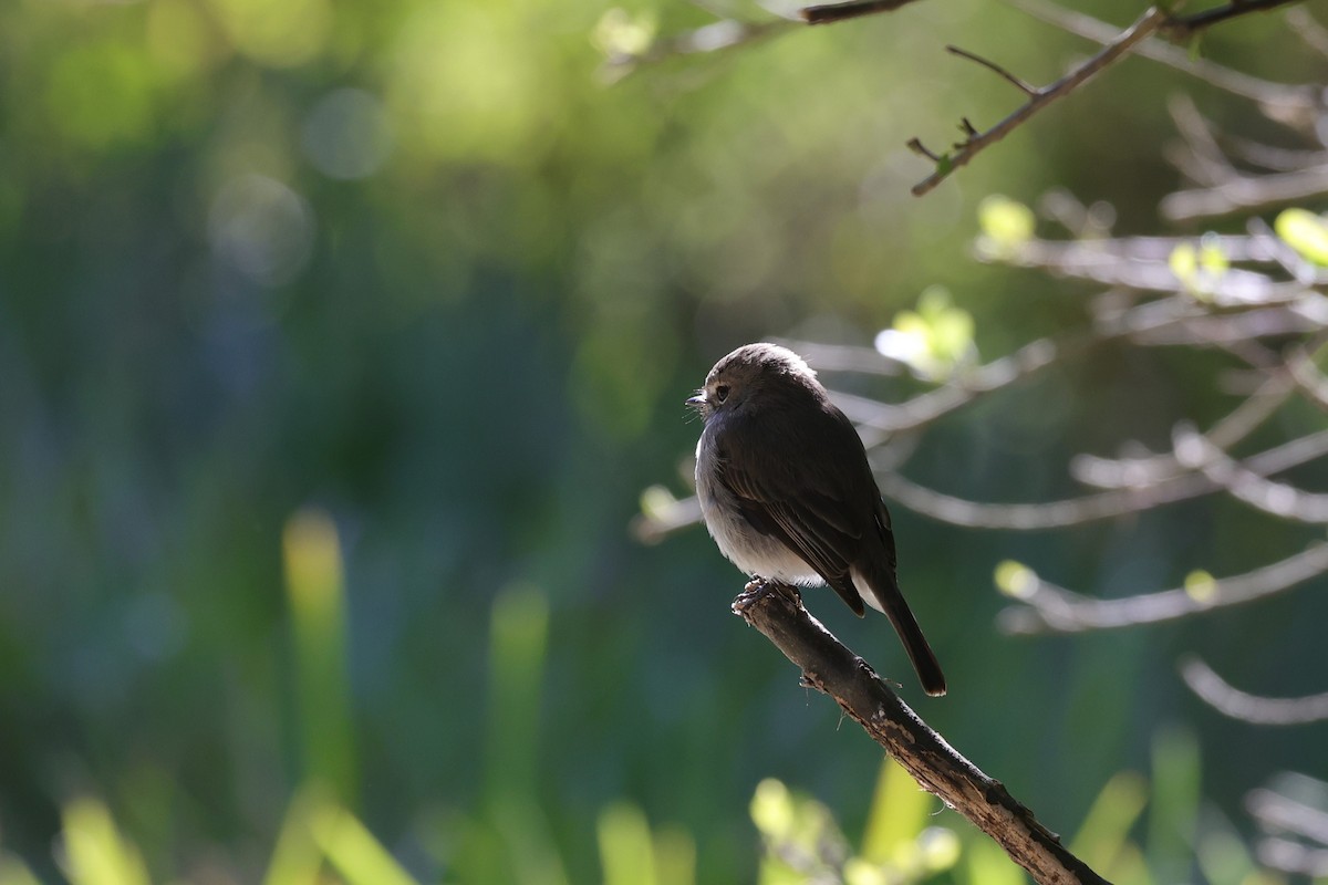 African Dusky Flycatcher - ML644636560