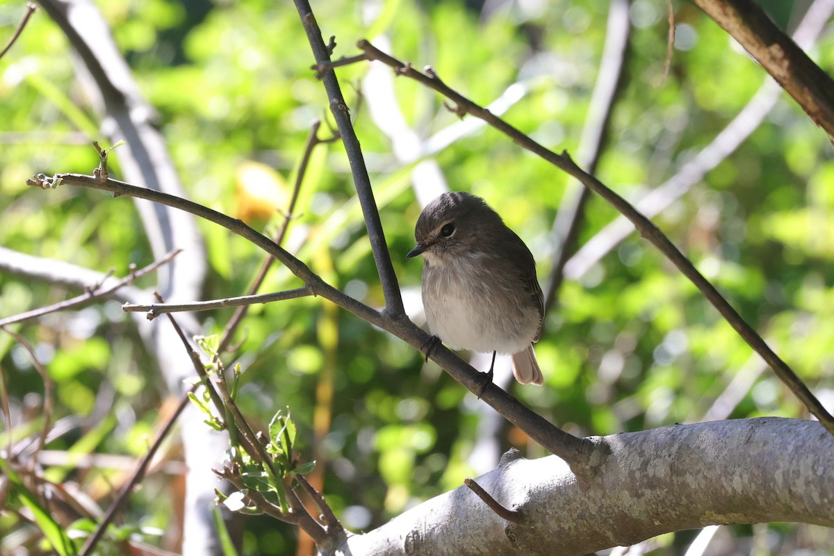 African Dusky Flycatcher - ML644636561