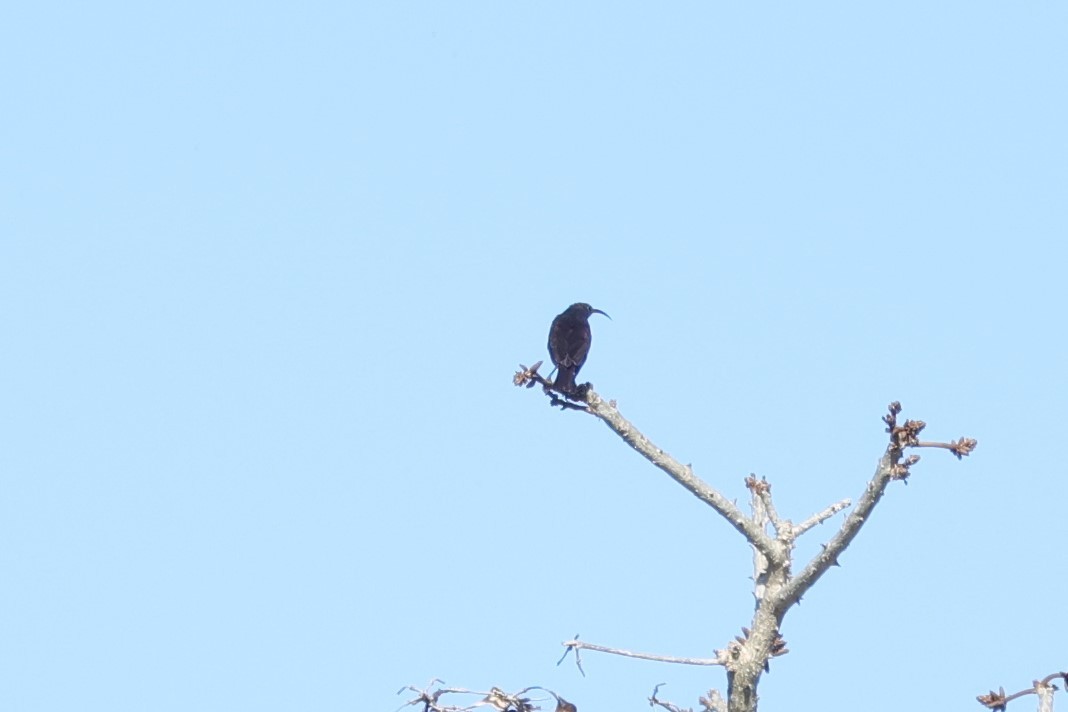 Amethyst Sunbird - ML644636562