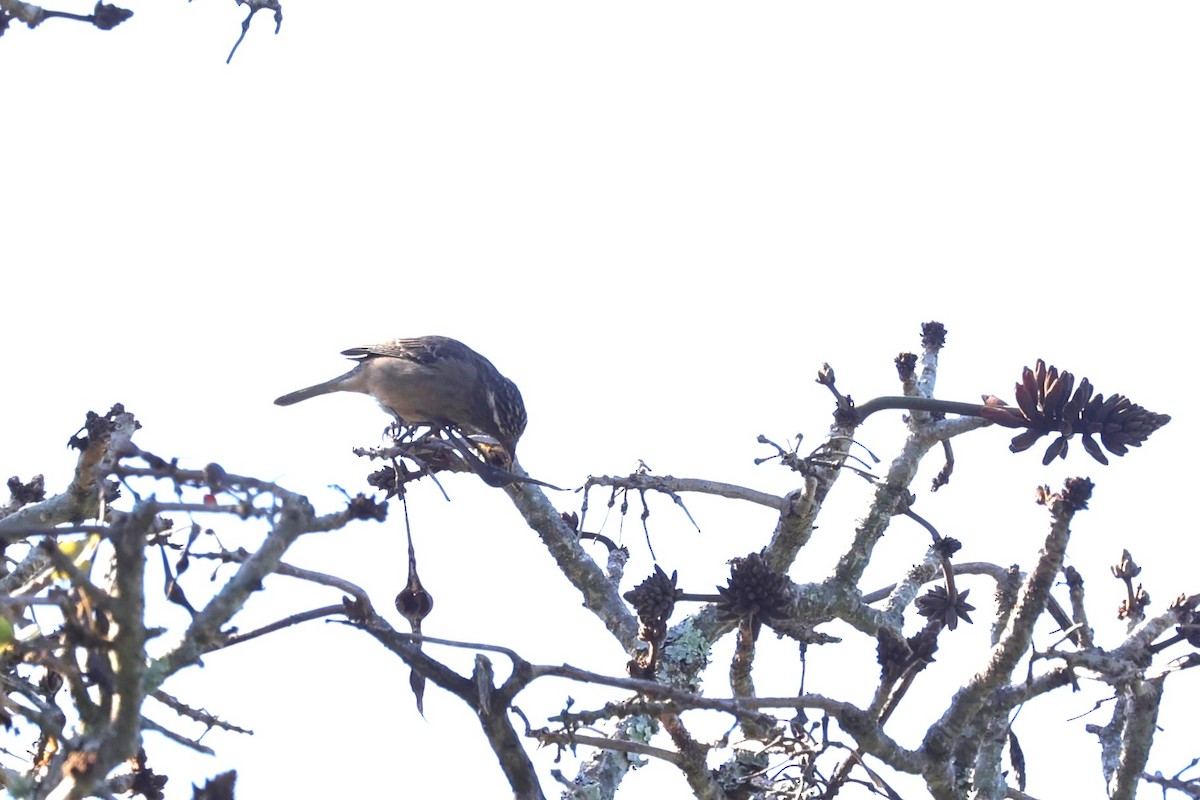 ホオグロカナリア - ML644636569