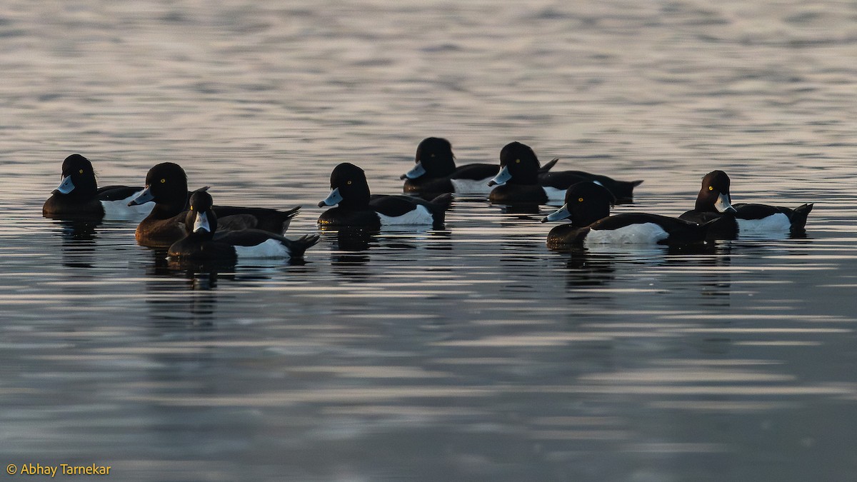 キンクロハジロ - ML644636573