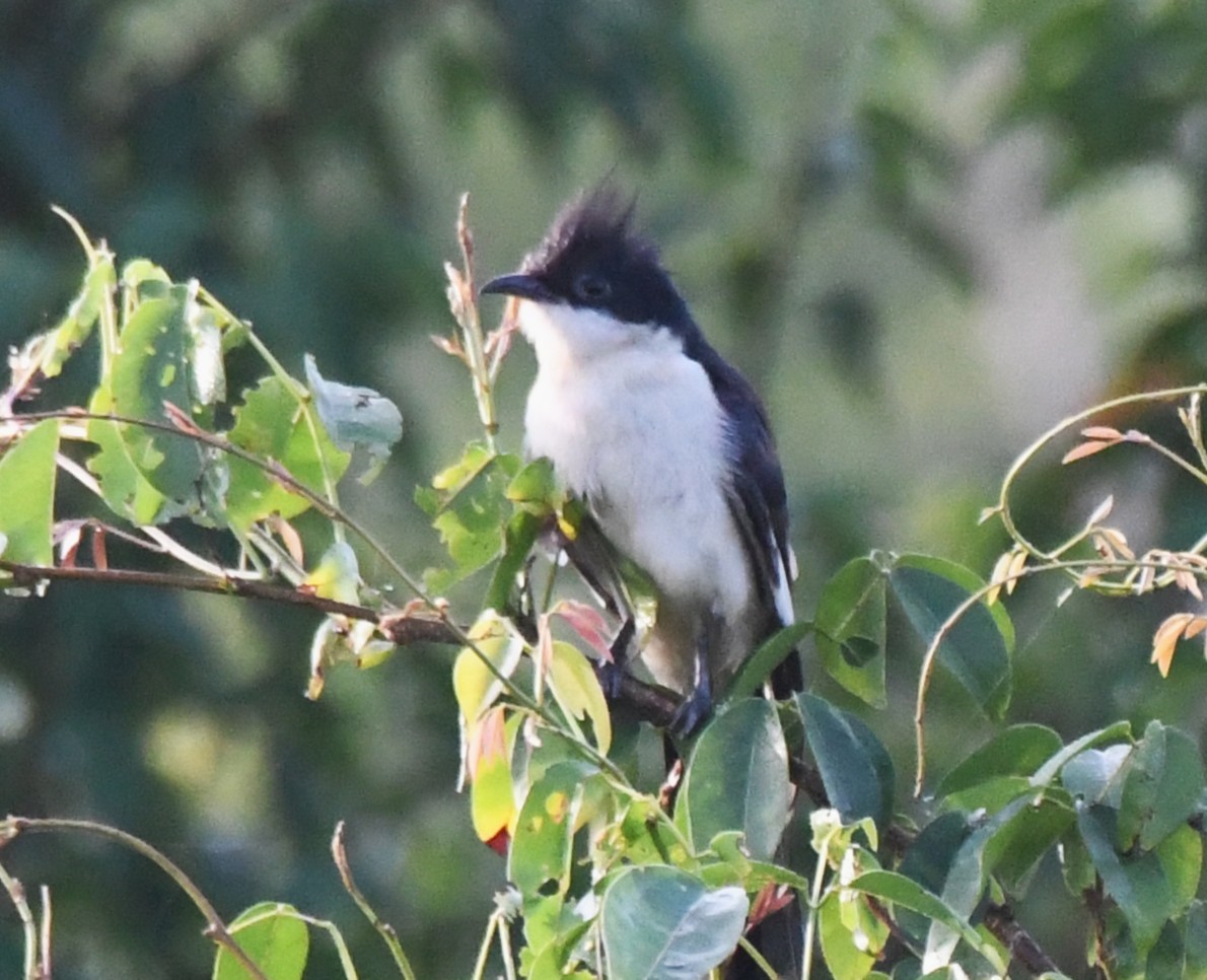 クロシロカンムリカッコウ - ML644636576