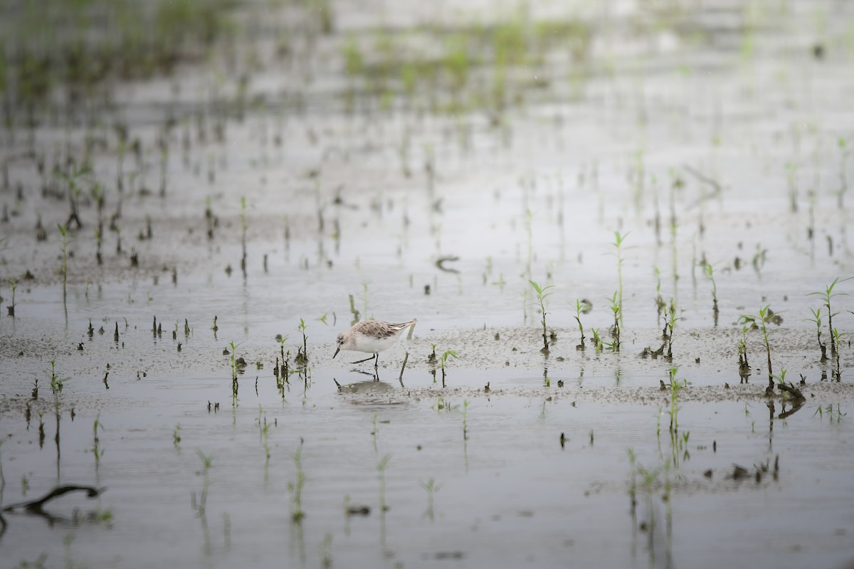 トウネン - ML644636577