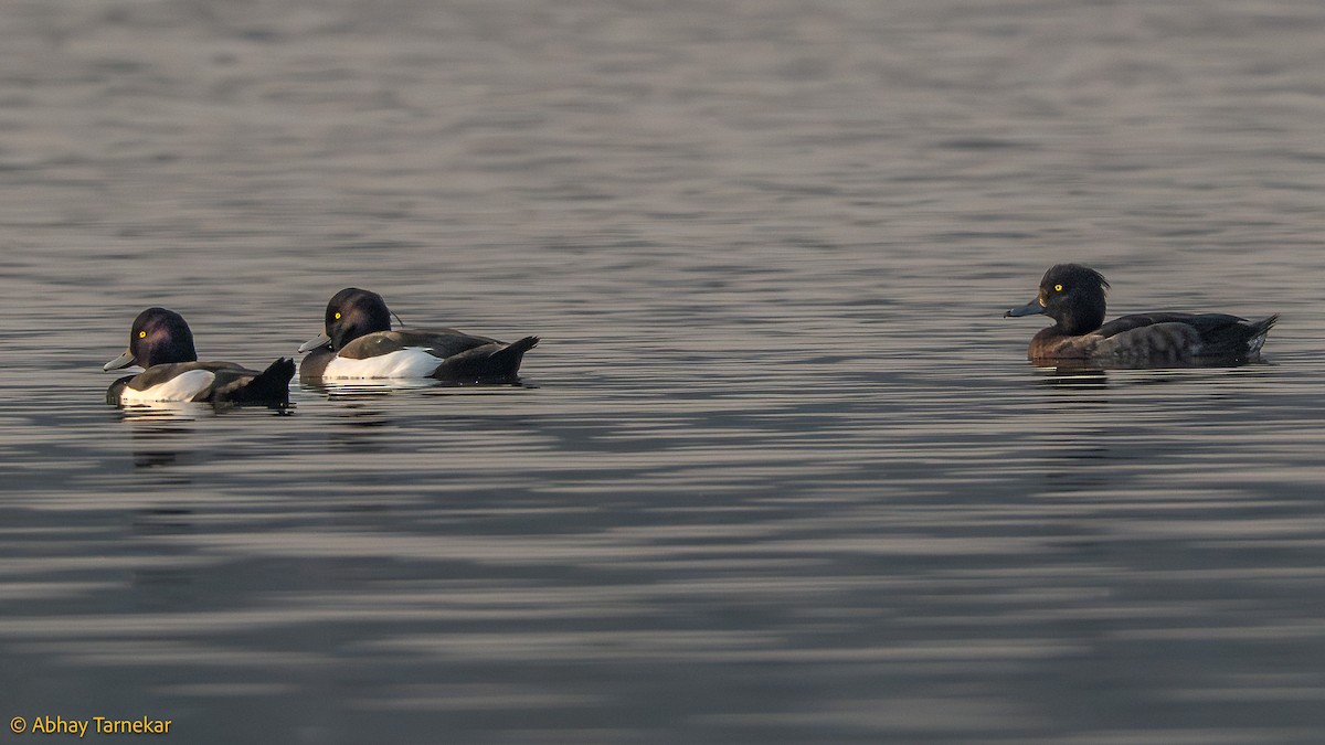 キンクロハジロ - ML644636578