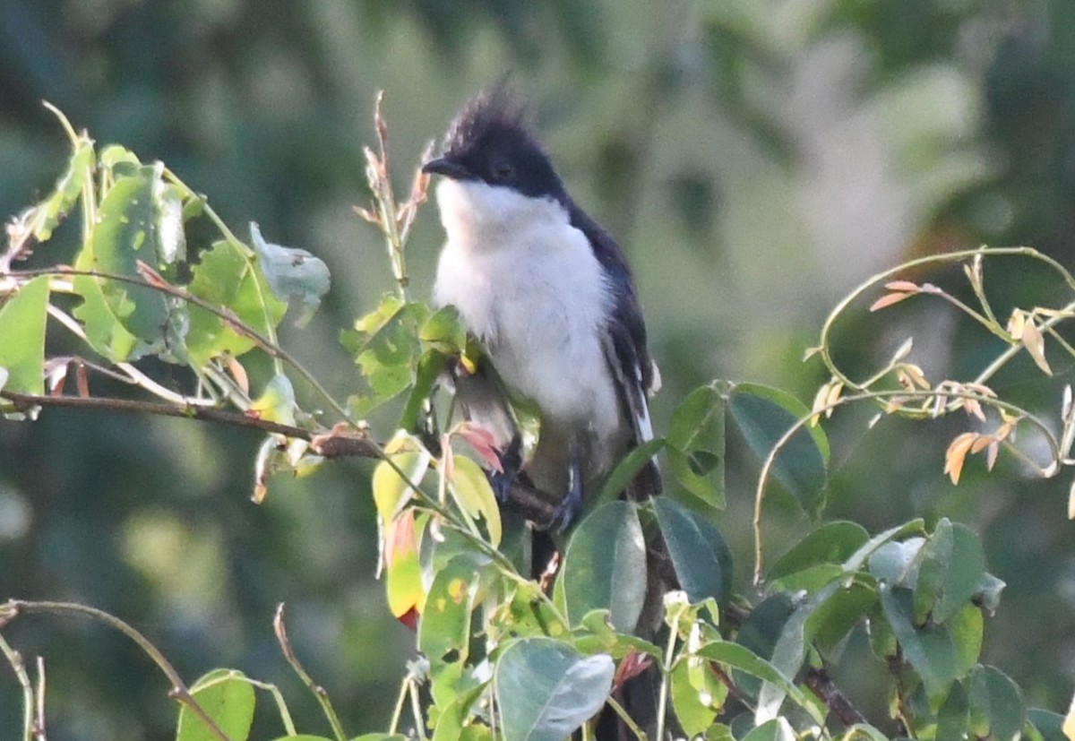 クロシロカンムリカッコウ - ML644636579