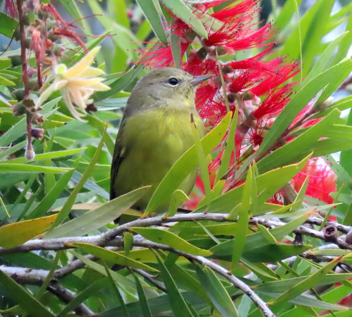 サメズアカアメリカムシクイ - ML644636581