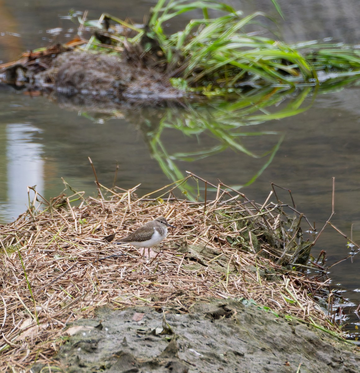 イソシギ - ML644636582