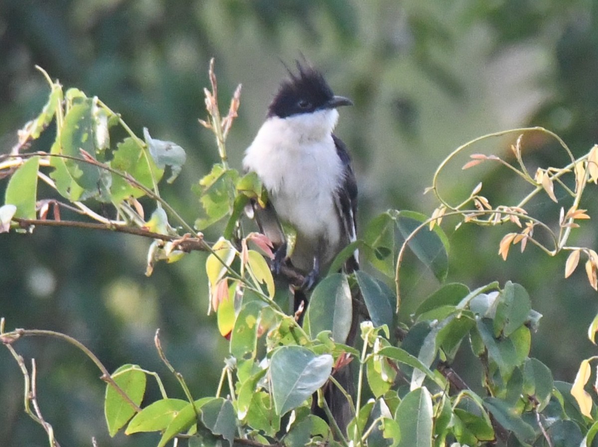 クロシロカンムリカッコウ - ML644636584