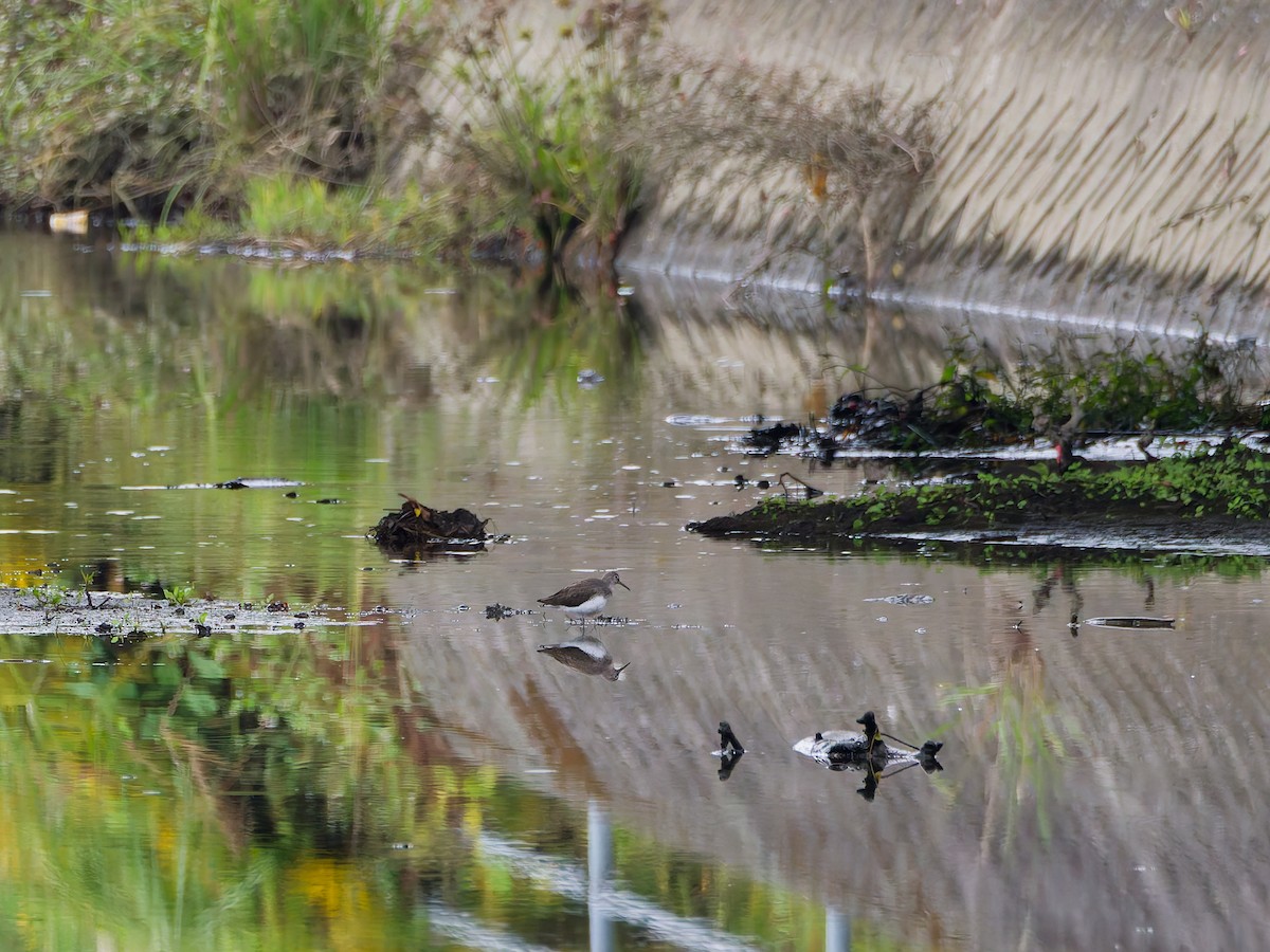 クサシギ - ML644636585