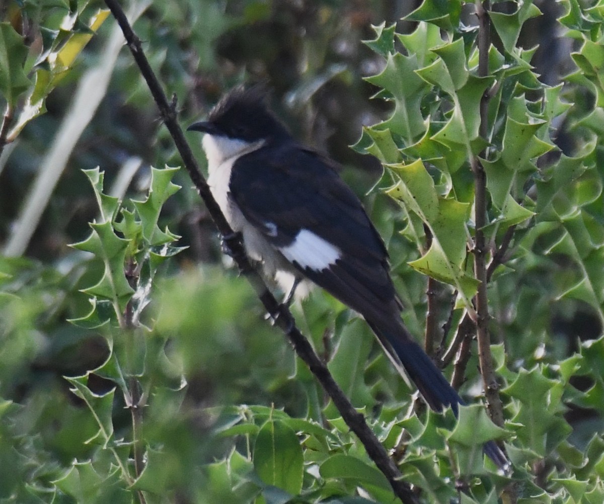 クロシロカンムリカッコウ - ML644636586