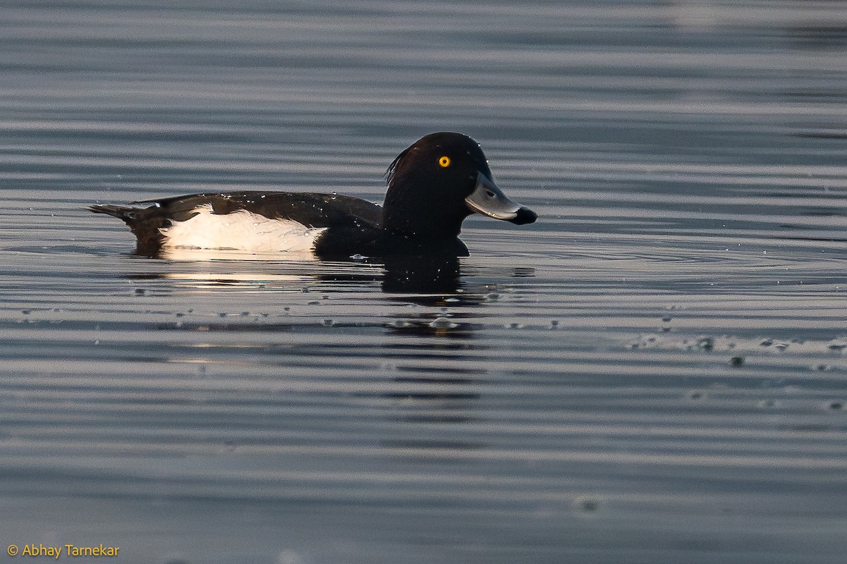 キンクロハジロ - ML644636587