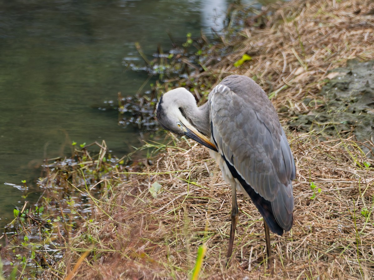 アオサギ - ML644636588