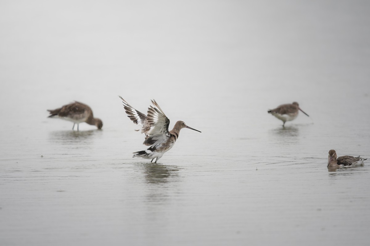 オグロシギ - ML644636589