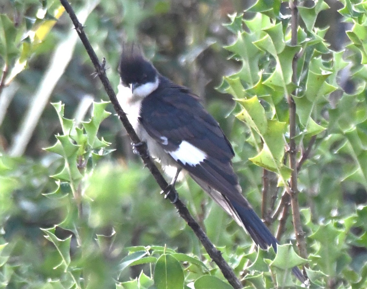 クロシロカンムリカッコウ - ML644636591