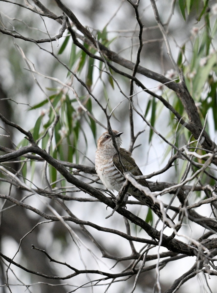 マミジロテリカッコウ - ML644636592