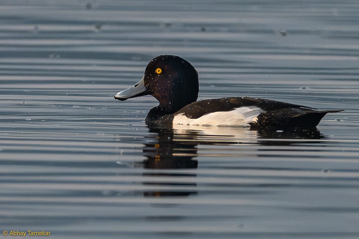 キンクロハジロ - ML644636593