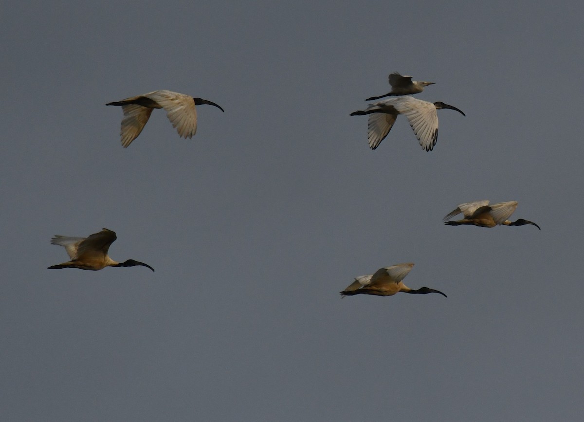 クロトキ - ML644636595