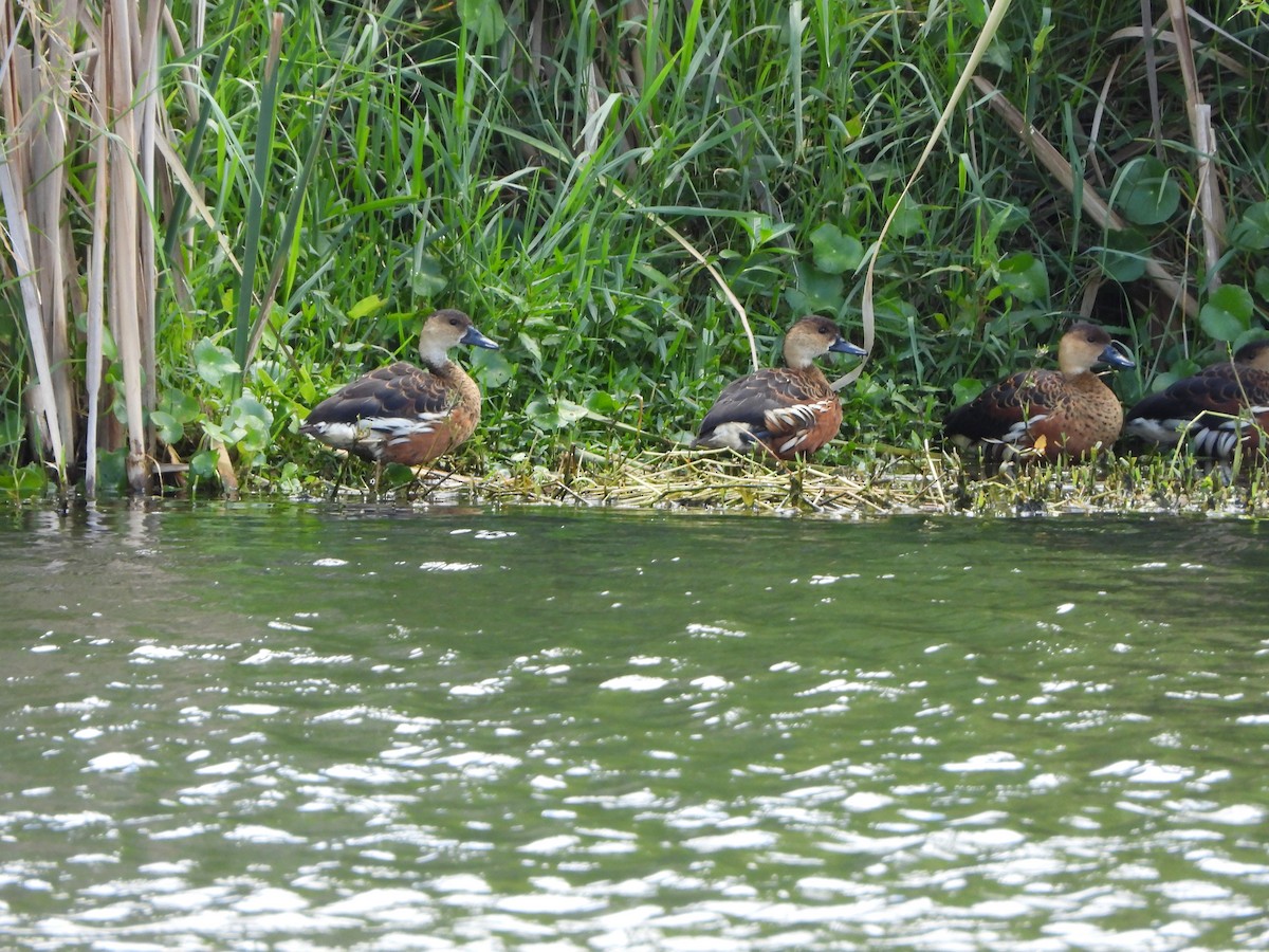 オオリュウキュウガモ - ML644636597