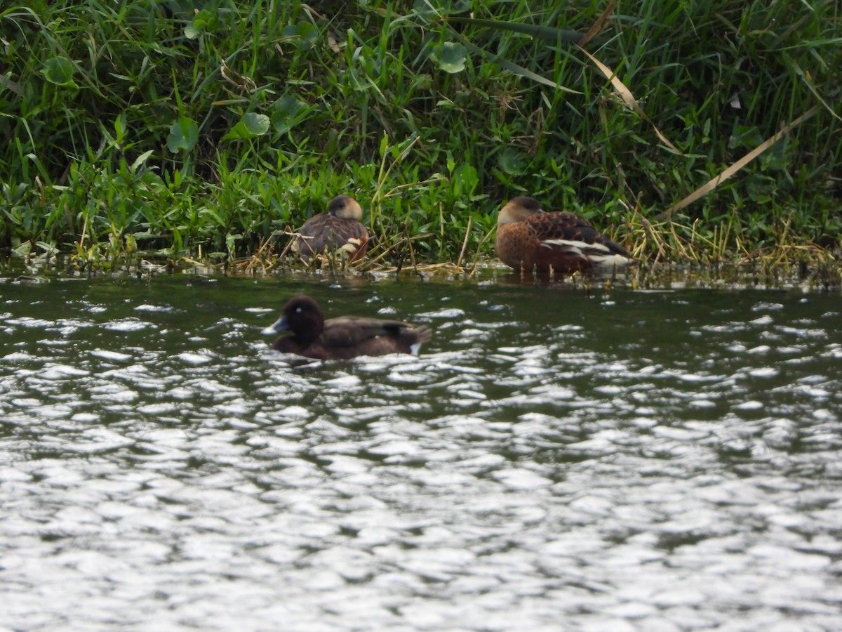 オオリュウキュウガモ - ML644636598