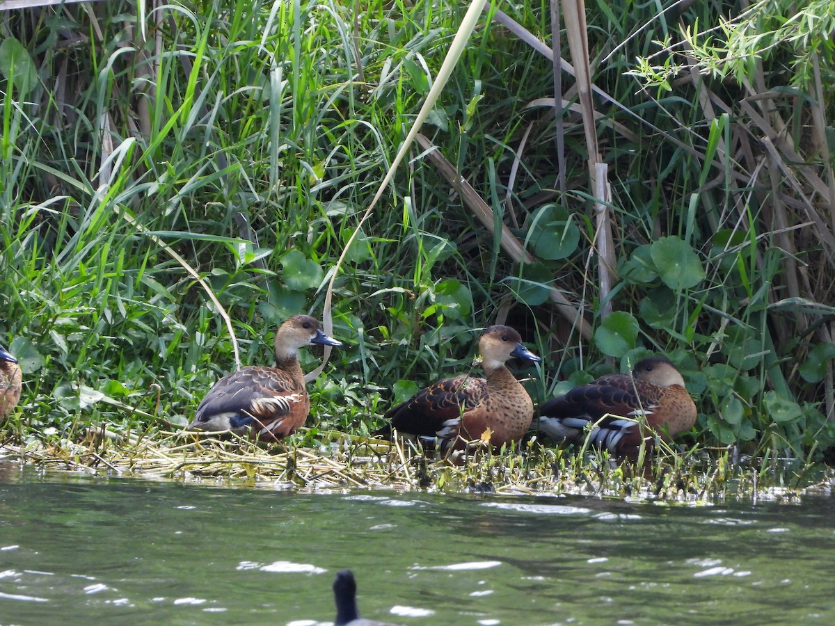 オオリュウキュウガモ - ML644636599