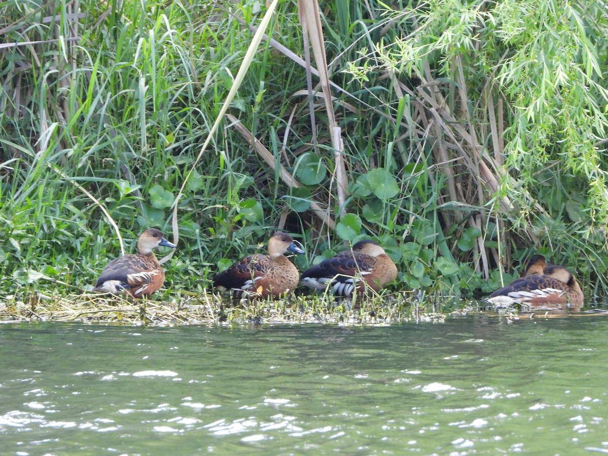オオリュウキュウガモ - ML644636600