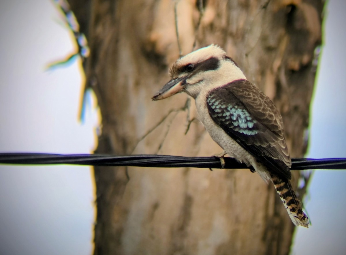 ワライカワセミ - ML644636603