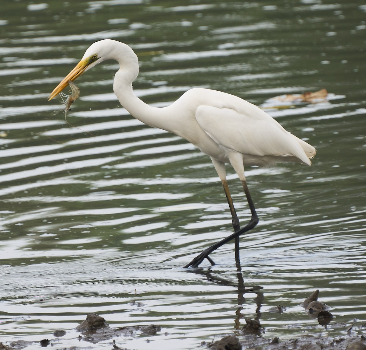 ダイサギ - ML644636604