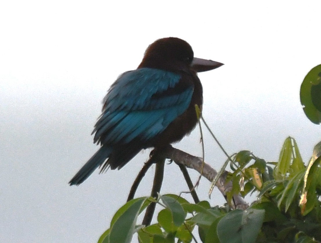 White-throated Kingfisher - ML644636610