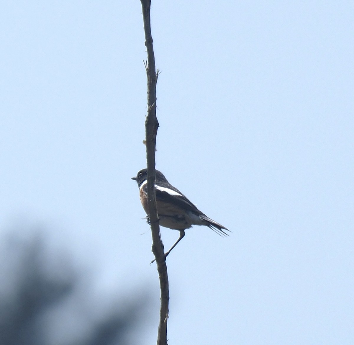 bramborníček černohlavý - ML644636611