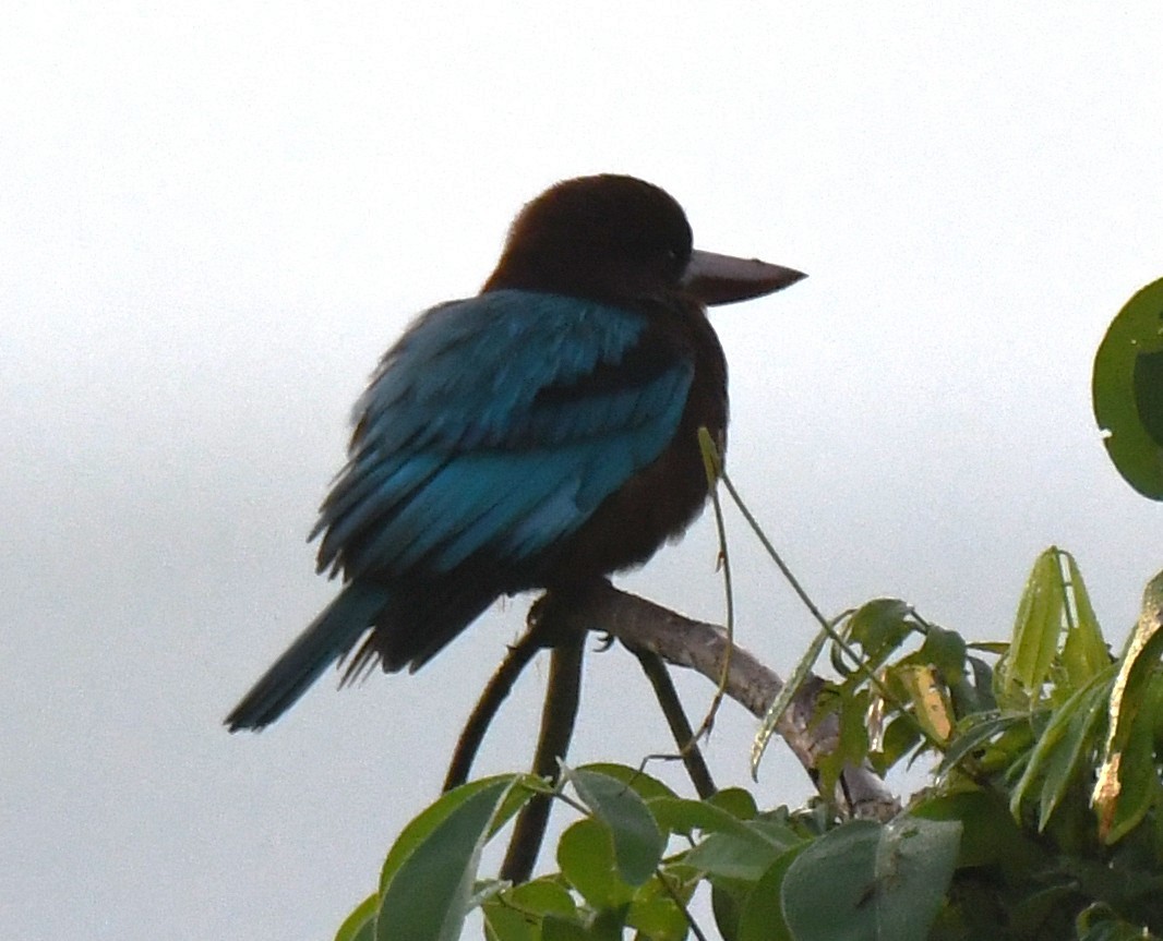 White-throated Kingfisher - ML644636613