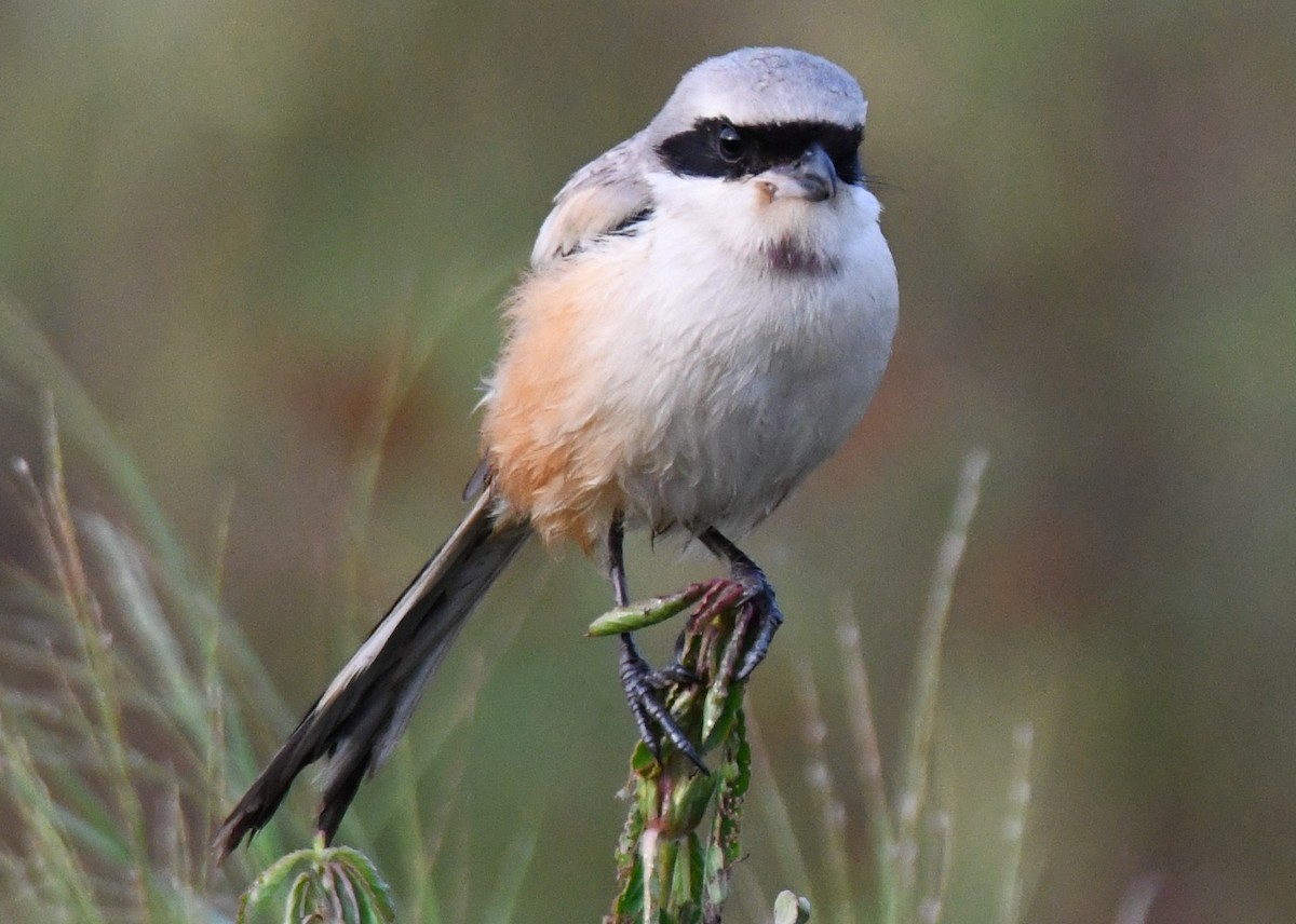 Long-tailed Shrike - ML644636621