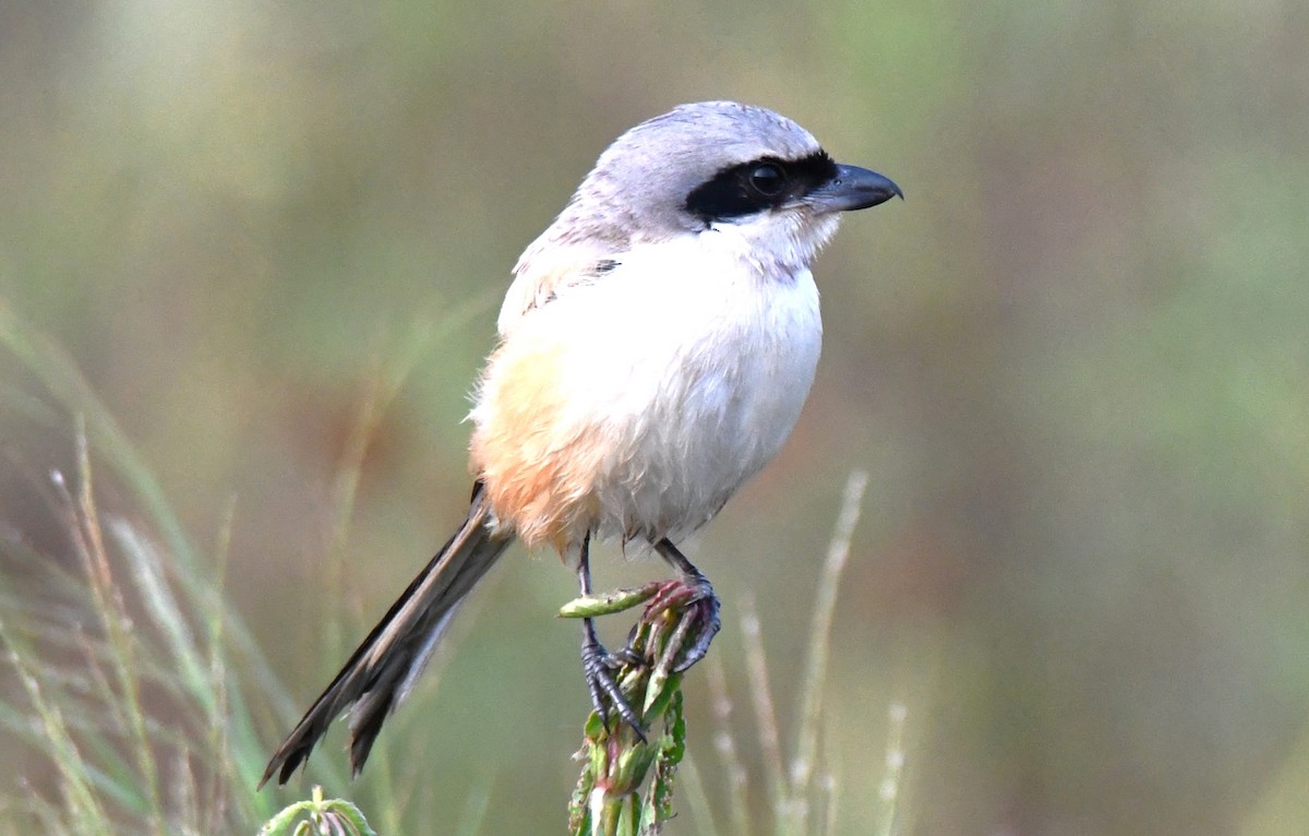 Long-tailed Shrike - ML644636622
