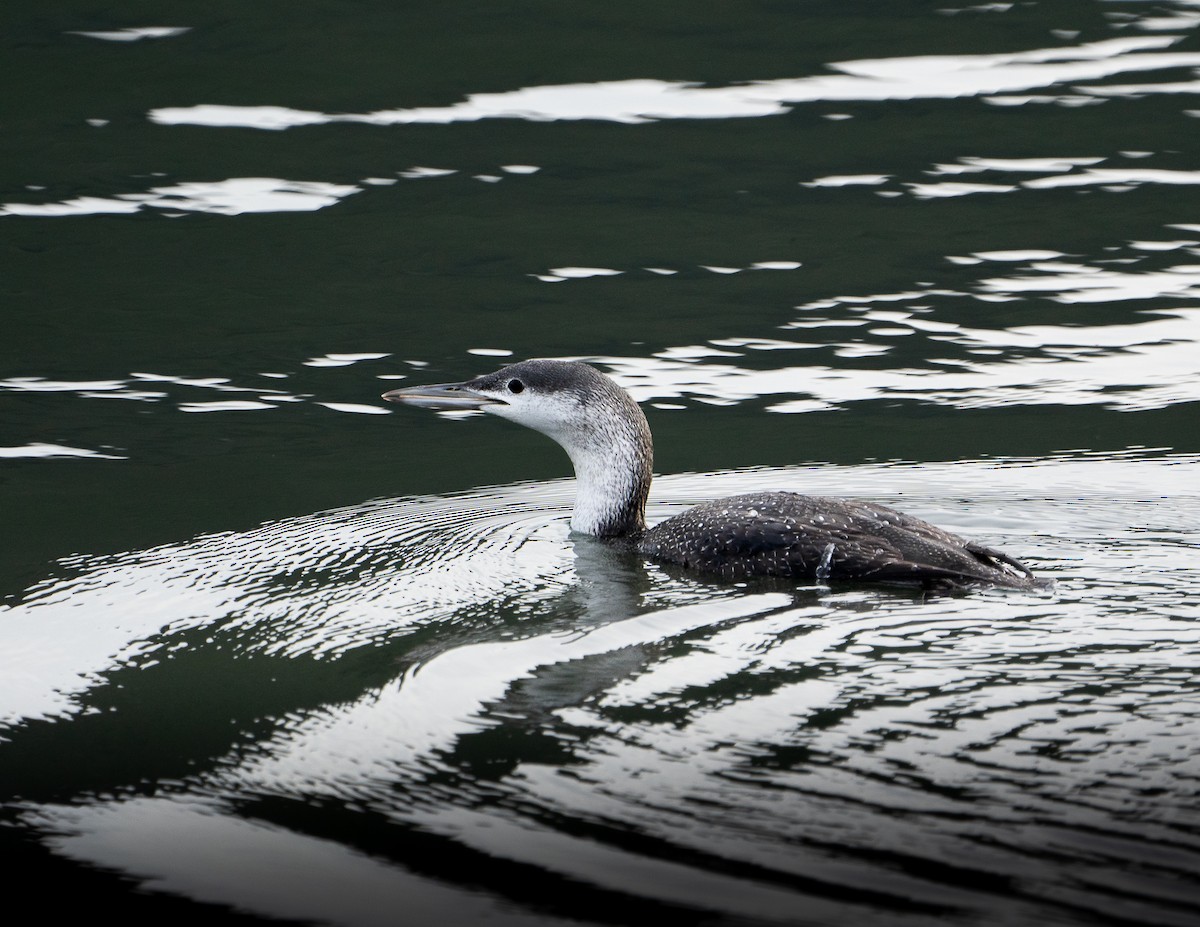 potáplice malá - ML644636623